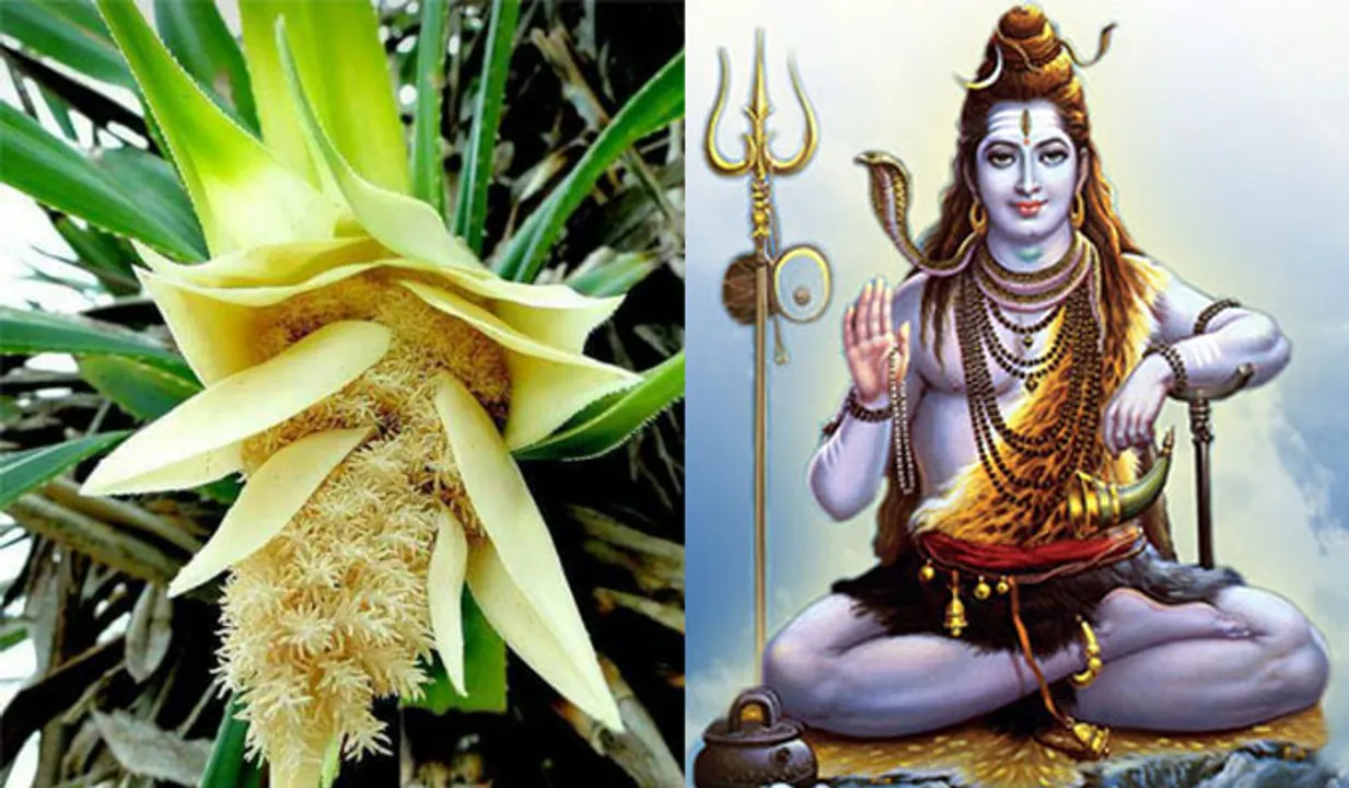 കൈതപ്പൂവിനെ പൂജയ്ക്ക് എടുക്കാത്തതിനു പിന്നില്‍........