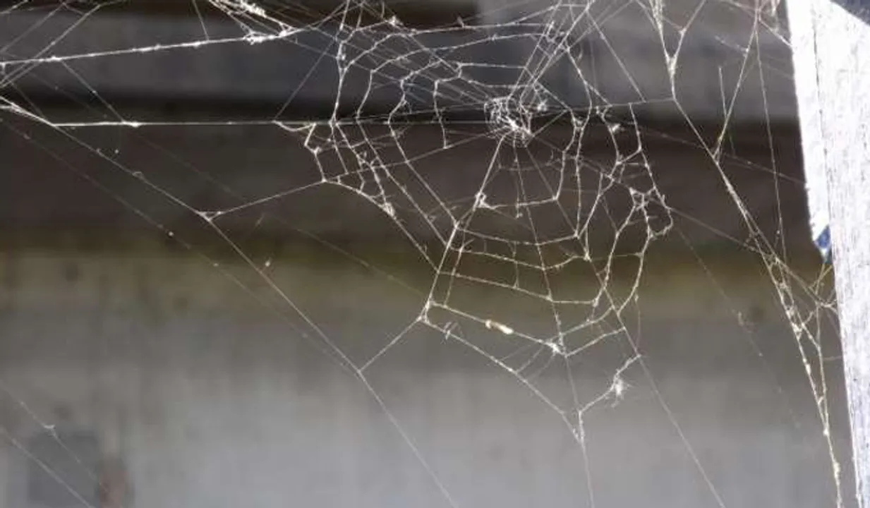 വീട്ടുവളപ്പില്‍ ആല്‍മരം തനിയെ മുളച്ചാല്‍, ഭവനത്തില്‍ ചിലന്തിവല കെട്ടിയാല്‍, ഇതൊന്നും നല്ല ലക്ഷണമല്ല