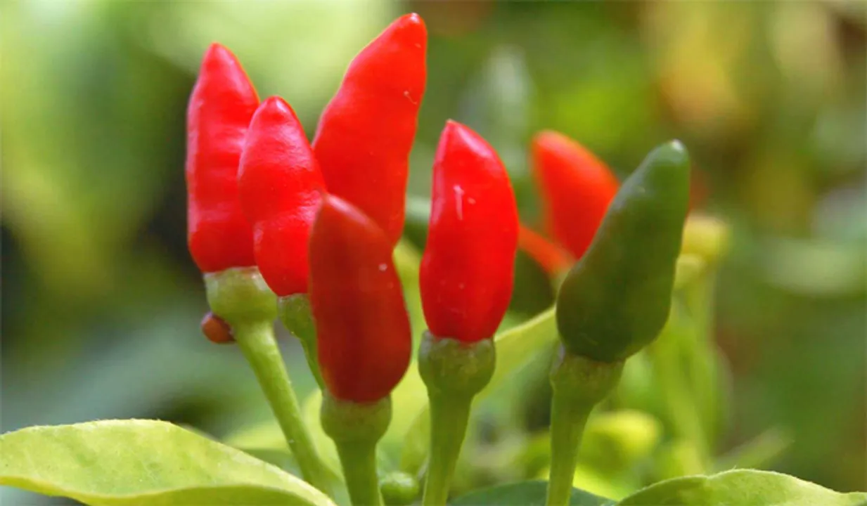 കാന്താരി വില കുതിക്കുന്നു