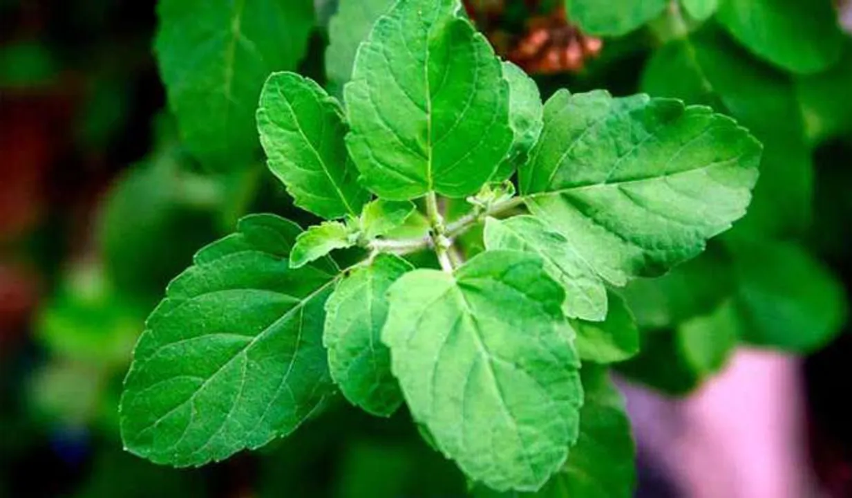 ഈശ്വര ചൈതന്യം ലഭ്യമാകാൻ കൃഷ്ണതുളസി