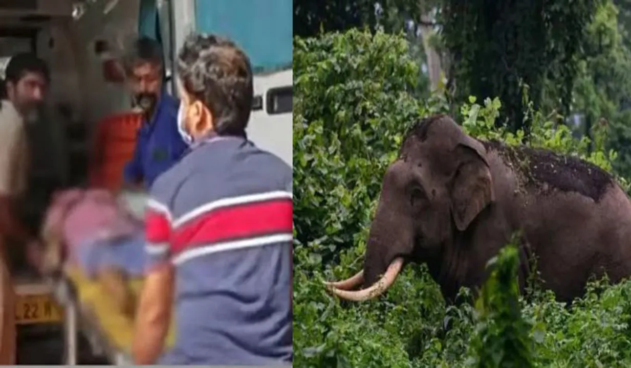 ഇടുക്കിയിൽ വീണ്ടും കാട്ടാന ആക്രമണം; വയോധിക കൊല്ലപ്പെട്ടു