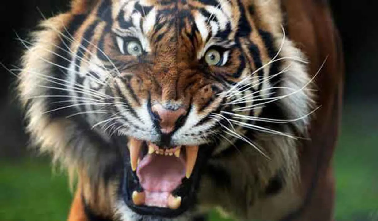 മനുഷ്യ-വന്യജീവി സംഘര്‍ഷം; സംസ്ഥാന പ്രത്യേക ദുരന്തമായി പ്രഖ്യാപിച്ചു; നാലു സമിതികള്‍ രൂപീകരിച്ചു