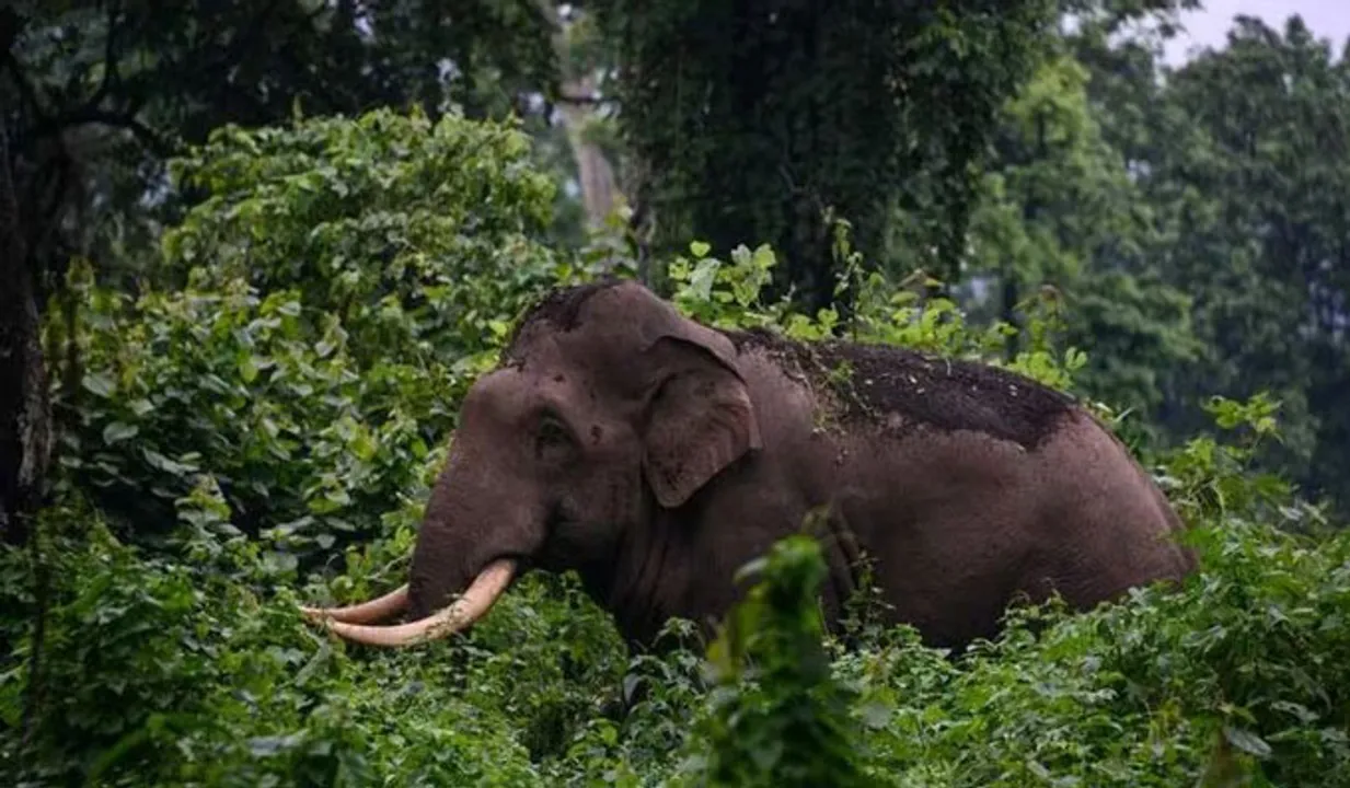 ജനവാസമേഖലയിലെ വന്യജീവി ആക്രമണം; അന്തർ സംസ്ഥാന യോഗത്തിൽ ആറ് ആവശ്യങ്ങളുമായി കേരളം