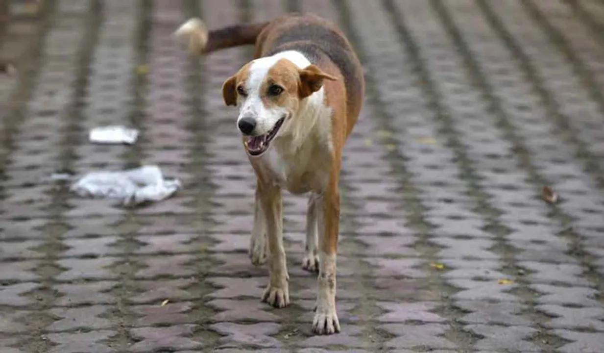 കോഴിക്കോട്ട് മൂന്നര വയസ്സുകാരനെ തെരുവുനായ ആക്രമിച്ചു; മുഖത്ത് ഗുരുതര പരിക്ക്