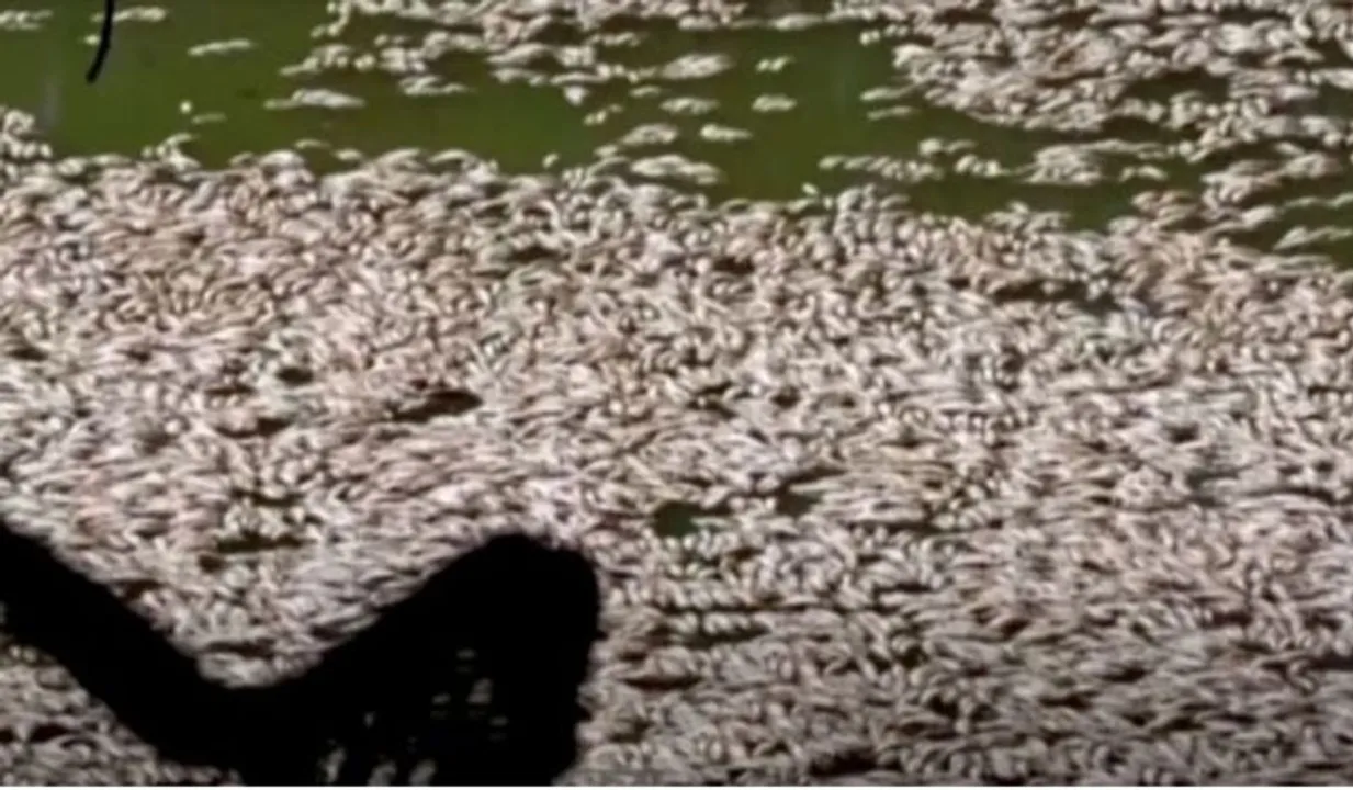 നദിയില്‍ കണ്ണെത്താ ദൂരത്തോളം ചത്തു പൊങ്ങിയ മീനുകള്‍; ഭയാനകമായ കാഴ്ച