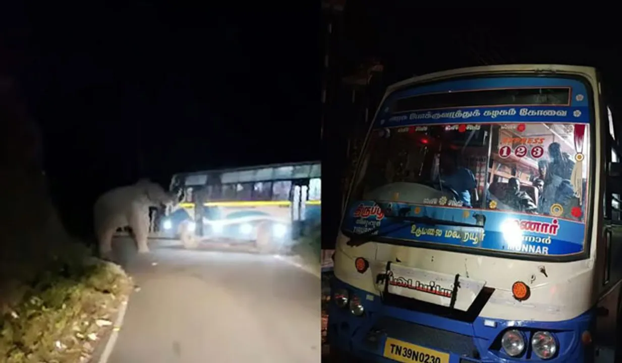 മൂന്നാറിൽ വീണ്ടും പടയപ്പ; ഉടുമൽപ്പേട്ട് അന്തർ സംസ്ഥാന പാതയിൽ ബസിന് നേരെ ആക്രമണം