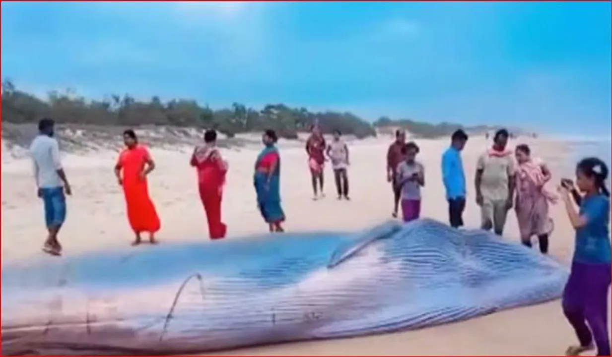 ആന്ധ്ര തീരത്ത് 25 അടി നീളമുള്ള നീലത്തിമിംഗലം; ജഡത്തിനു മുകളില്‍കയറി സെല്‍ഫിയെടുത്ത് ജനങ്ങള്‍