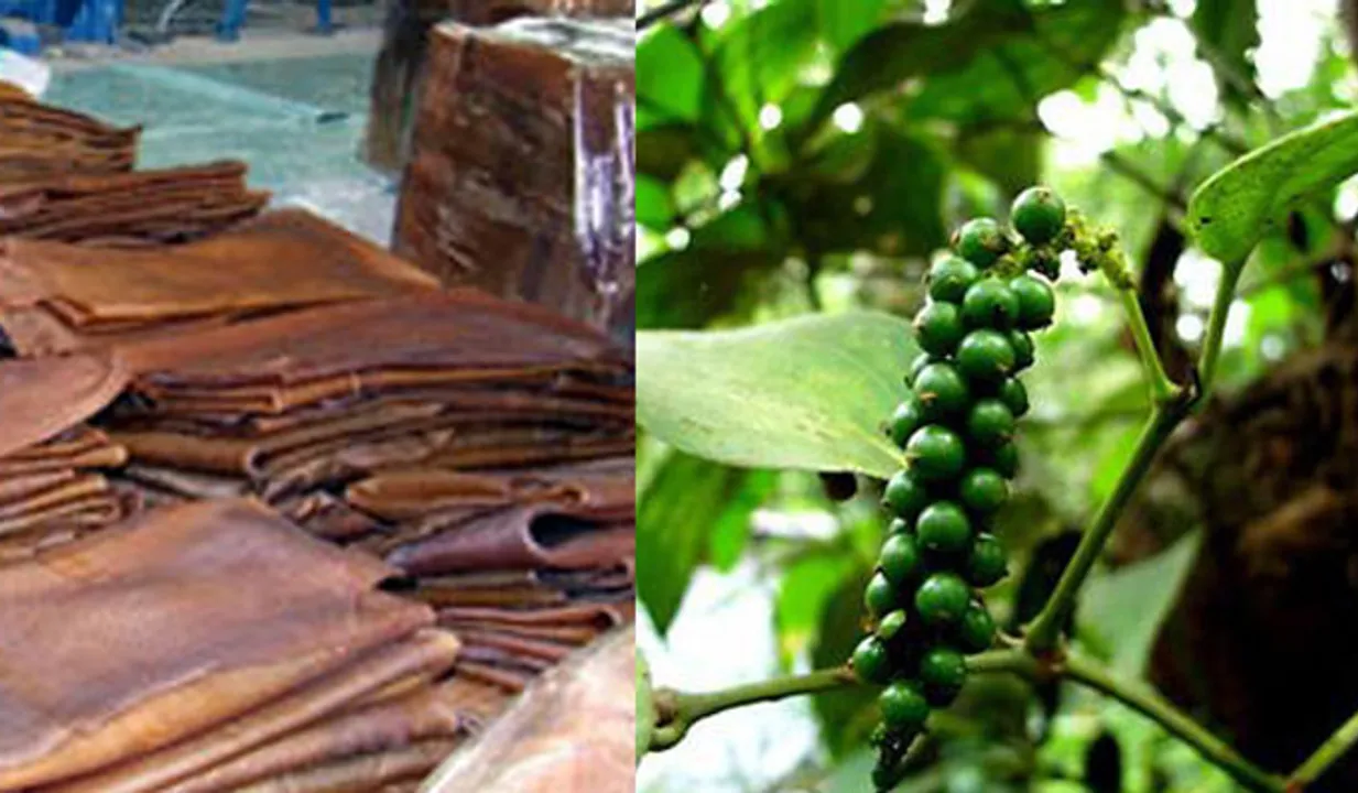 റബ്ബറിനും കുരുമുളകിനും വില കുറഞ്ഞു ; കർഷകർ ദുരിതത്തിൽ
