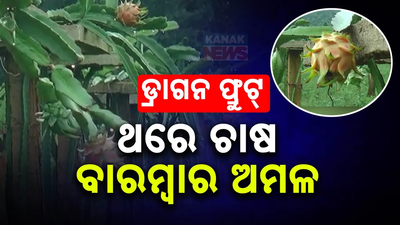 ଫୁଲବାଣୀରେ ସଫଳ ହେଉଛି ଡ୍ରାଗନ ଫ୍ରୁଟ୍ସ ଚାଷ । ଥରେ ଗଛ ଲଗାଇଲେ ୩୦ ବର୍ଷ ଯାଏଁ ହୋଇଥାଏ ଅମଳ