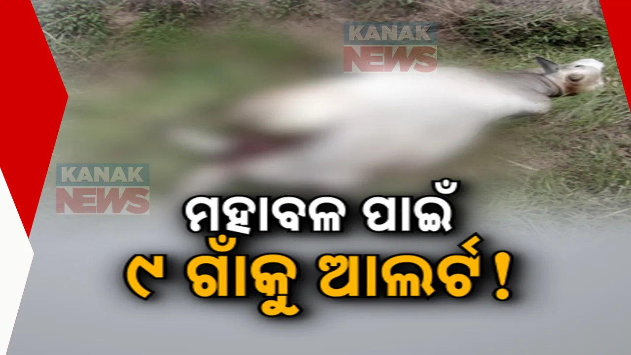  ଖୋର୍ଦ୍ଧା ଶୁଳିଆ ଜଙ୍ଗଲରେ ମହାବଳ ବାଘ ଆତଙ୍କ : ସ୍ଥାନୀୟ ଅଂଚଳର ଲୋକେ ଭୟଭୀତ