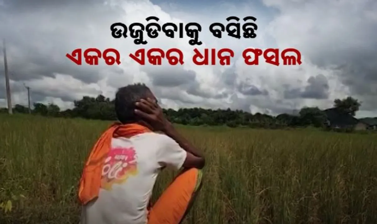  ଜଳ ଅଭାବରୁ ଜମି ଫାଟି ଆଁ କରିଛି , ଉଜୁଡିବାକୁ ବସିଛି ଏକର ଏକର ଧାନ ଫସଲ ।