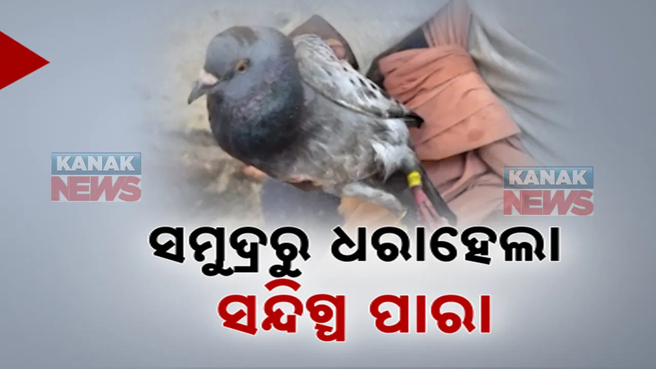  ମତ୍ସ୍ୟଜୀବୀଙ୍କ ଡଙ୍ଗାରେ ଲାଗିଲା ଟ୍ୟାଗ୍ ଲାଗିଥିବା ପାରା । ବନ ବିଭାଗ କର୍ମଚାରୀଙ୍କୁ ହସ୍ତାନ୍ତର କଲେ ମତ୍ସ୍ୟଜୀବୀ ।