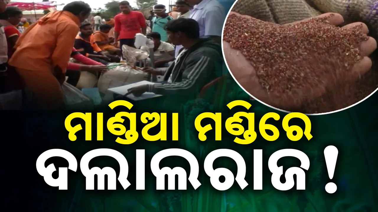  ମାଲକାନଗିରି ମାଣ୍ଡିଆ ମଣ୍ଡିରେ ଦଲାଲ ରାଜ: ସରକାରୀ ତଥ୍ୟରୁ ବାରି ହେଉଛି ଦୁର୍ନୀତି ଗନ୍ଧ