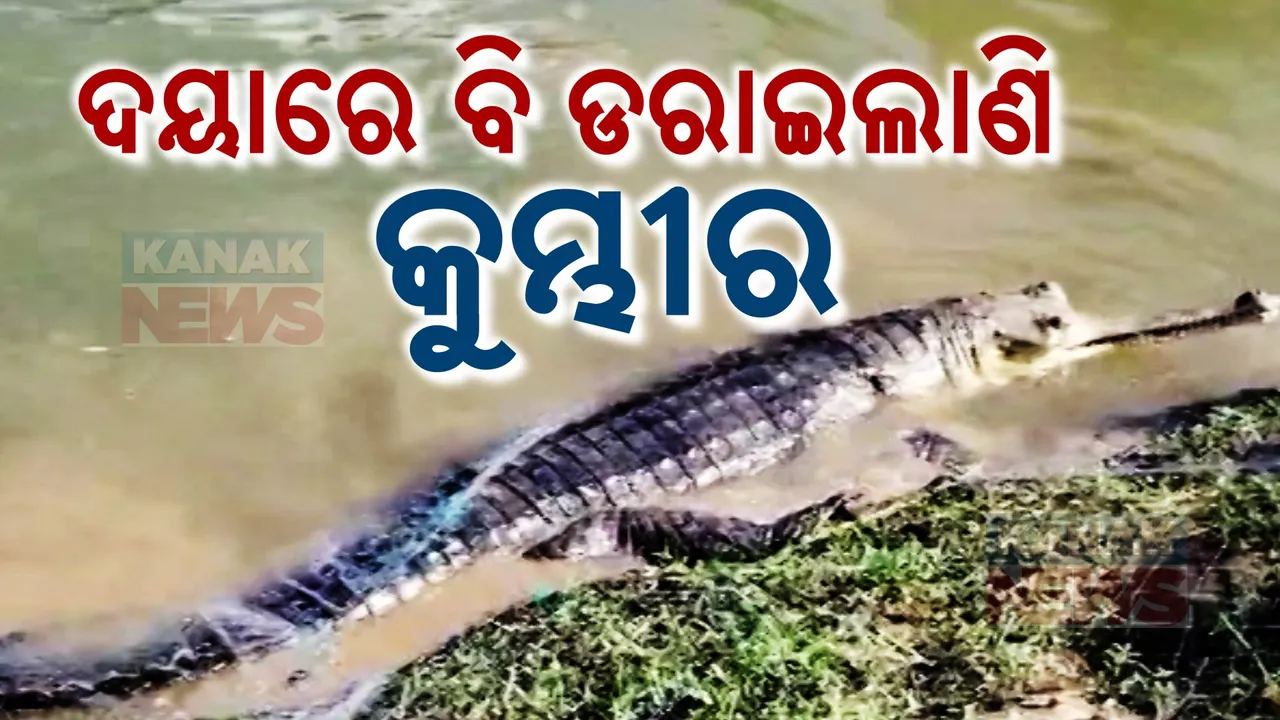  ଦୟା ନଦୀରୁ ଧରାହେଲା କୁମ୍ଭୀର: ଶୁଣିଲାନି ବନବିଭାଗ, କାବୁକଲେ ମତ୍ସ୍ୟଜୀବୀ