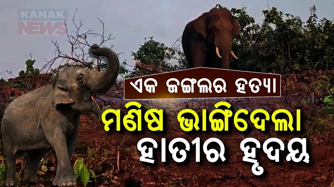  ଏକ ଜଙ୍ଗଲର ହତ୍ୟା କାହାଣୀ, ମଣିଷ ଭାଙ୍ଗିଦେଲା ହାତୀର ହୃଦୟ...