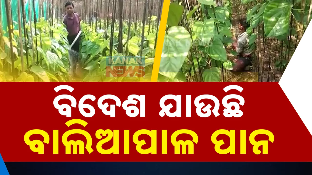  ରାଜ୍ୟ ତଥା ରାଜ୍ୟ ବାହାରେ ବଢୁଛି ବାଲିଆପାଳ ପାନର ଚାହିଦା । କୃଷି ମାନ୍ୟତା ଦାବି କରିଛନ୍ତି ବାଲିଆପାଳର ପାନ ଚାଷୀ