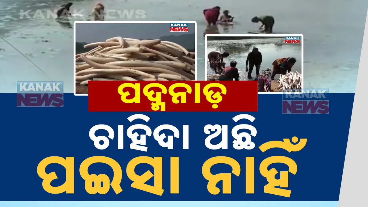  ପେଟ ପୋଷୁଛି ପଦ୍ମନାଡ । ଧରାକୋଟ ବ୍ଲକ ଜାହାଡା ହ୍ରଦରୁ ପଦ୍ମନାଡ ସଂଗ୍ରହ କଲେ ଚଳୁଛି ପରିବାର