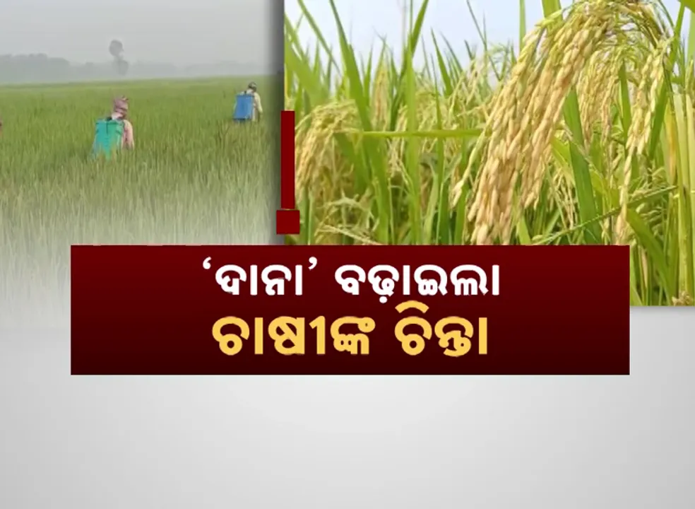  ‘ଦାନା’ ବଢ଼ାଇଲା ଚାଷୀଙ୍କ ଚିନ୍ତା । ଫସଲ ଅମଳ ନହେଲେ, କେମିତି ଶୁଝିବେ ଋଣ ?