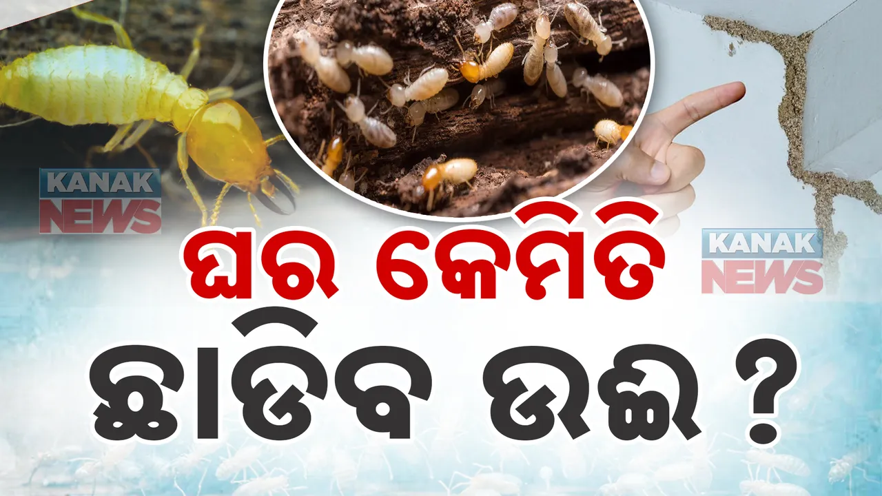  ଦାମୀ ଆସବାବପତ୍ରକୁ ଫମ୍ପା କଲେଣି କି ଉଈ ? ଘରୋଇ ଉପାୟ ଆପଣାନ୍ତୁ , ଉଈକୁ ମାରନ୍ତୁ