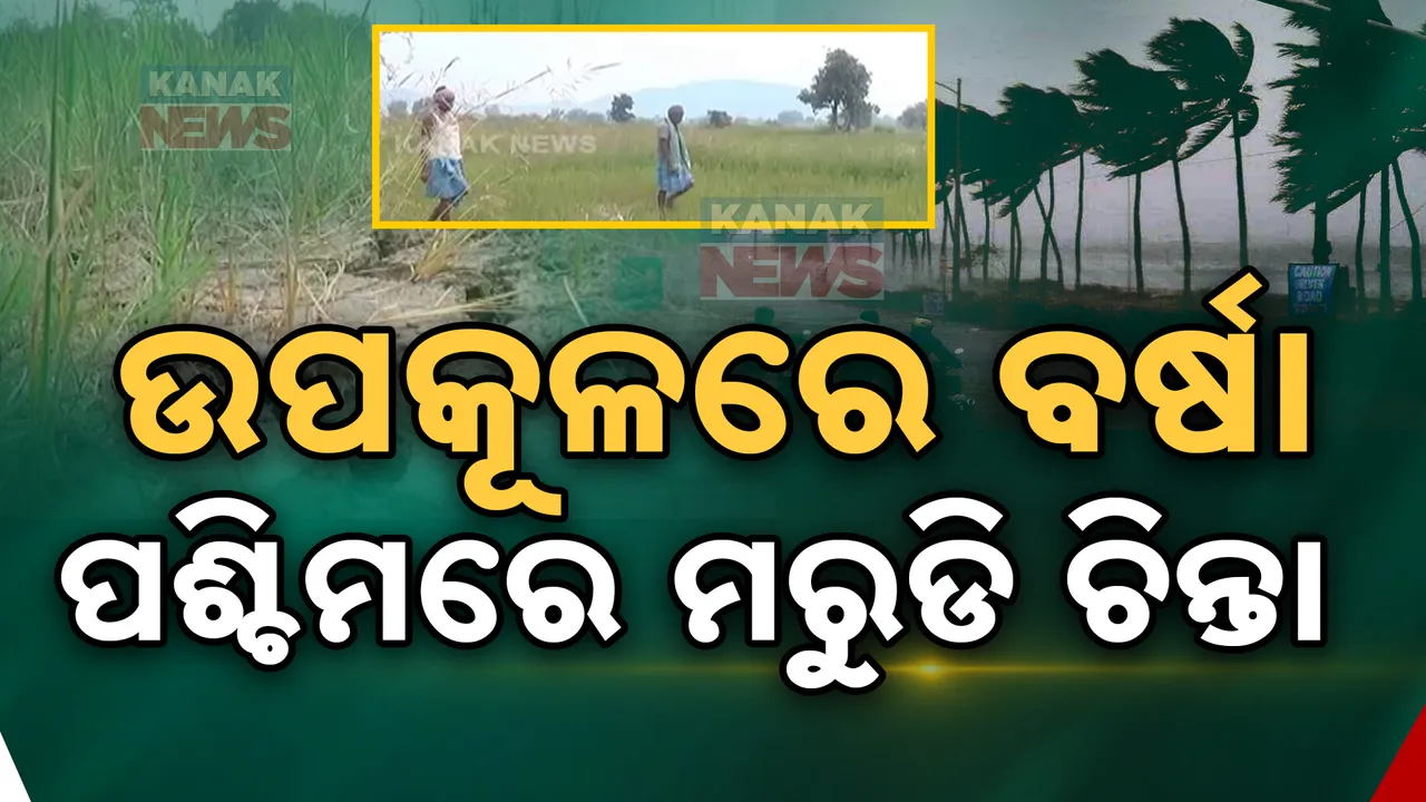  ଚାଷୀ ମୁଣ୍ଡରେ ଚଡକ: ଉପକୂଳରେ ବର୍ଷା, ପଶ୍ଚିମରେ ମରୁଡି