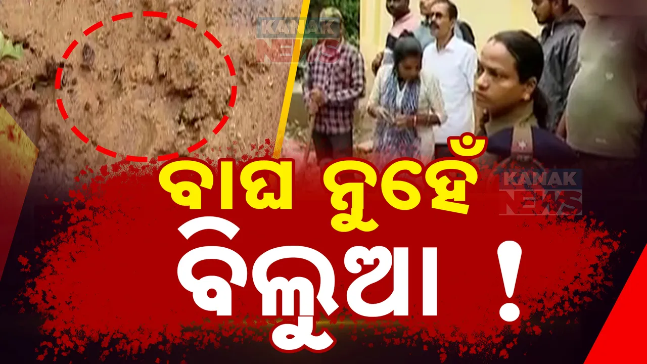  ଭୁବନେଶ୍ୱର ଏୟାରପୋର୍ଟରେ ବାଘ ଆତଙ୍କ; ଛାନଭିନ୍ ପରେ ଜଣାପଡିଲା, ବାଘ ନୁହେଁ ବିଲୁଆ