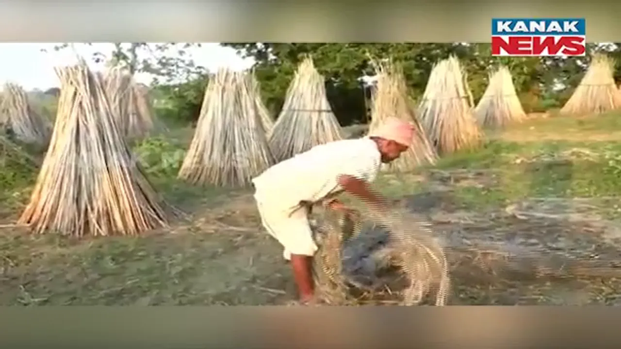  ମିଳୁନି ପ୍ରୋତ୍ସାହନ । ନଳିତା ଚାଷରୁ ମୁହଁ ଫେରାଉଛନ୍ତି ଚାଷୀ ।