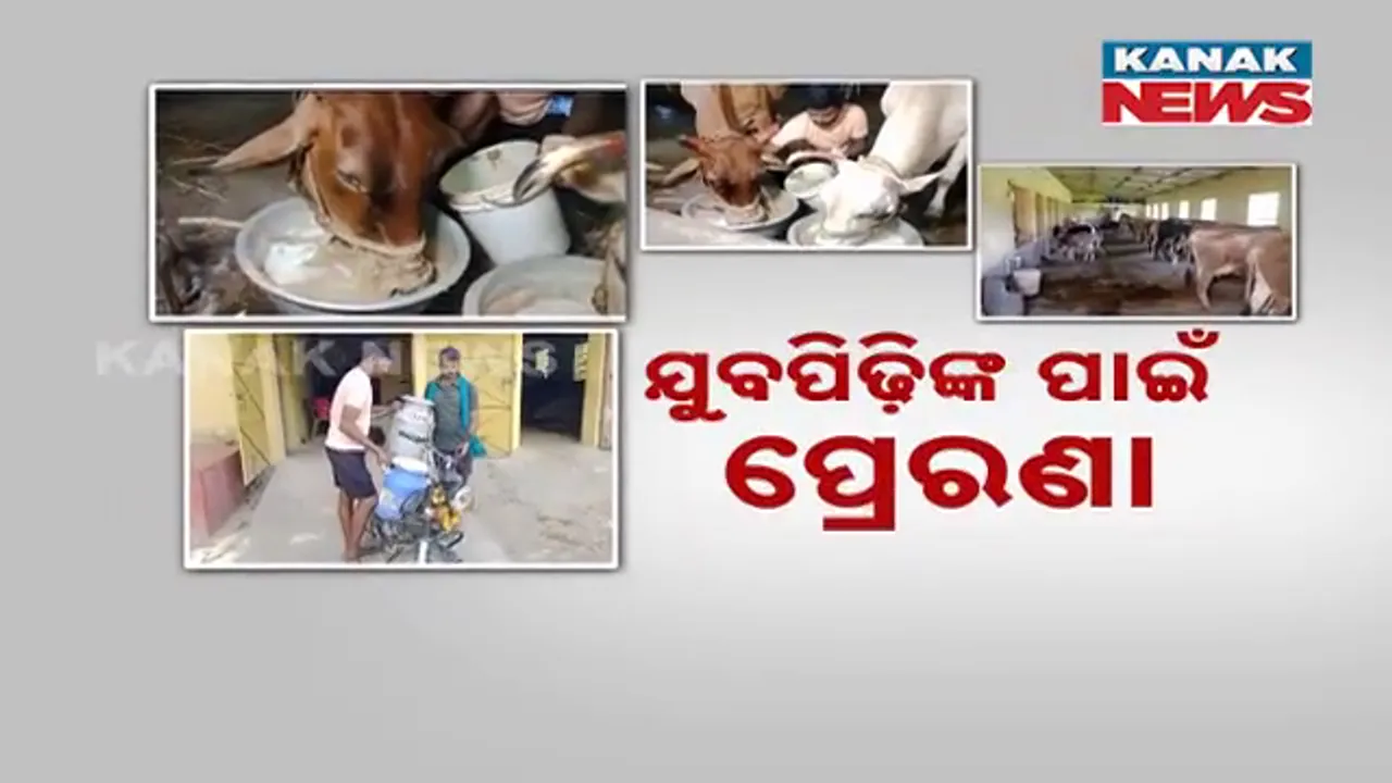  ଦୁଇଭାଇଙ୍କ ଦୁଗ୍ଧ ଚାଷ । ଯୁବପିଢ଼ିଙ୍କ ପାଇଁ ପ୍ରେରଣା ।