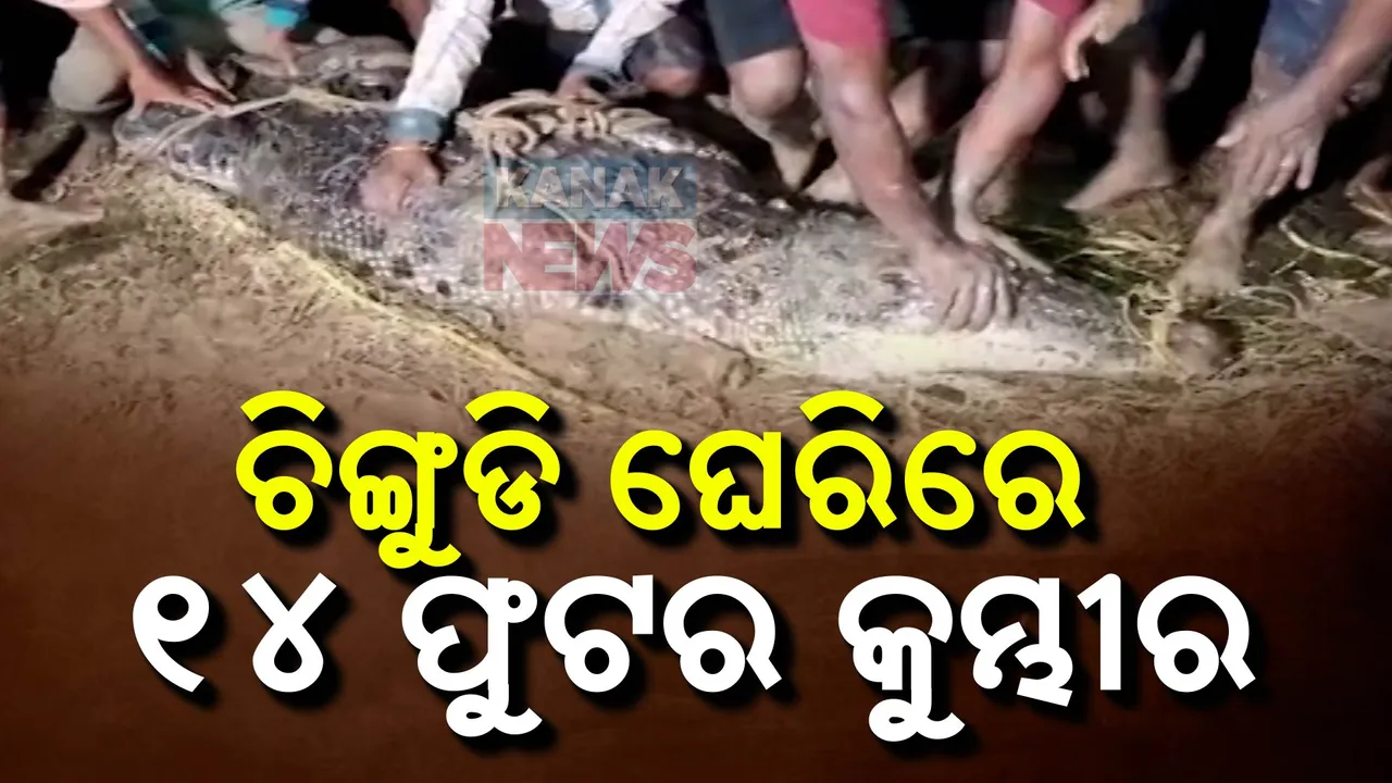 ଚିଙ୍ଗୁଡି ଘେରିରେ ବିରାଟ କୁମ୍ଭୀର ; ୮ ଘଣ୍ଟା ପରିଶ୍ରମ ପରେ ଧରିଲା ବନବିଭାଗ