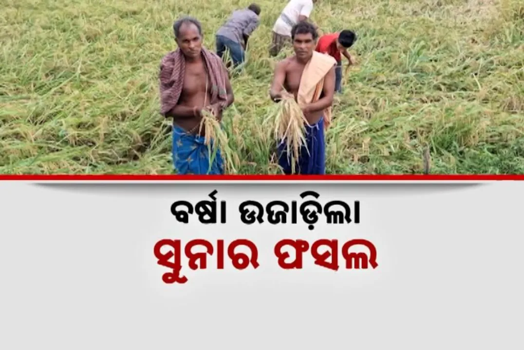 ଚାଲିଗଲା ବାତ୍ୟା ଦେଇଗଲା ଦୁଃଖ, ଉଜାଡି ଦେଲା ବର୍ଷକର ଦାନା; ହତାସ୍ ଚାଷୀ