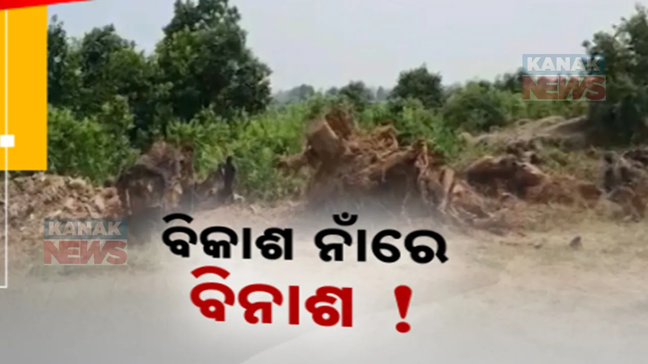  ଚାଲିଛି ବେଆଇନ ଗଛ କଟା  , କୁମ୍ଭକର୍ଣ୍ଣ ନିଦ୍ରାରେ ଜଙ୍ଗଲ ଅଧିକାରୀ