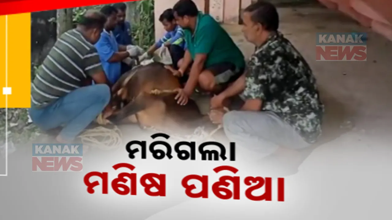  ମାନବିକତା ଦେଖାଇଲେ ପଶୁପ୍ରେମୀ , ଗୁରୁତର ଆହତ ହୋଇଥିବା ଷଣ୍ଢର କଲେ ଚିକିତ୍ସା