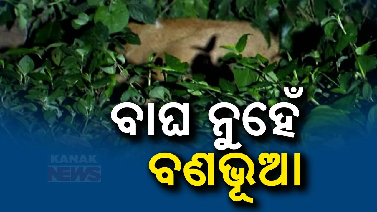 ବାଘ ଖୋଜୁ ଖୋଜୁ ମିଳିଲା ବଣଭୂଆ ; ଭୁବନେଶ୍ୱର ଏୟାରପୋର୍ଟ ଅଞ୍ଚଳରେ ଖୋଳାଇଥିଲା ଆତଙ୍କ