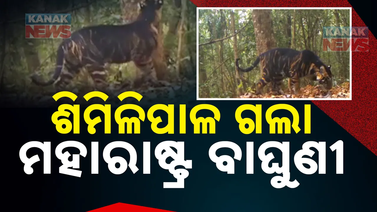  ଶିମିଳିପାଳ ଗଲା ମହାରାଷ୍ଟ୍ର ବାଘୁଣୀ ; ଛାଡ଼ିଲା ବନବିଭାଗ