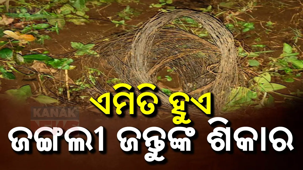  ଶିକାରୀଙ୍କ ପାଇଁ ମୃତ୍ୟୁର ଜାଲ ବିଛାଉଛନ୍ତି ଶିକାରୀ ; ନିଘୋଡ ନିଦରେ ଶୋଇଛି ବନବିଭାଗ