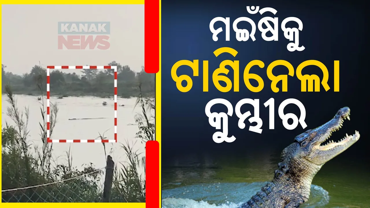  ବଢ଼ିଲା କୁମ୍ଭୀର ଭୟ । ନଈପଠାରେ ପାଣି ପିଉଥିବା ମଇଁଷିକୁ ଟାଣିନେଲା କୁମ୍ଭୀର