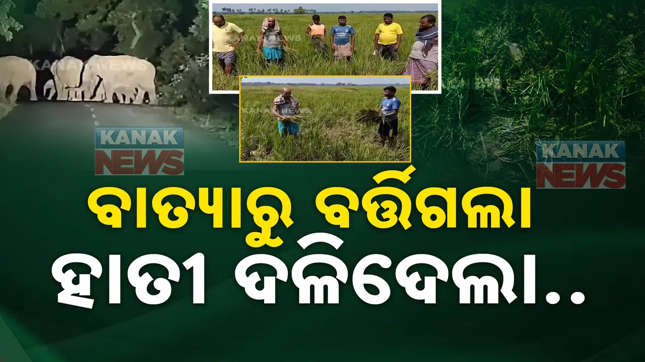  ବାତ୍ୟାରୁ ବର୍ତ୍ତିଗଲେ, ହାତୀ ଦଳିଦେଲା । ଉତ୍ପାତ କରୁଛନ୍ତି ୭୦ ଟିକିଆ ହାତୀପଲ ।