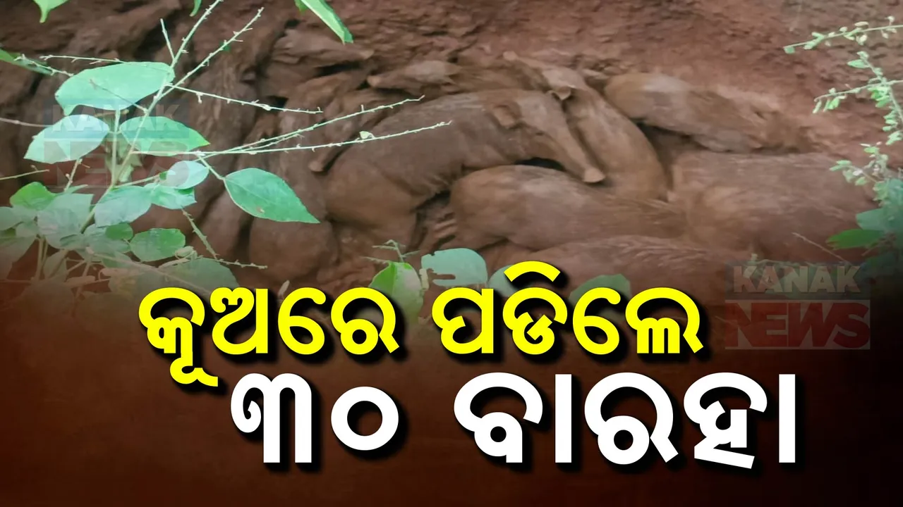  ଗଭୀର କୂଅରେ ପଡିଗଲେ ୩୦ରୁ ଅଧିକ ବାରହା ; ଖାଦ୍ୟ  ଖୋଜି ଯିବାବେଳେ ଘଟଣା ଘଟିଥିବା ଅନୁମାନ
