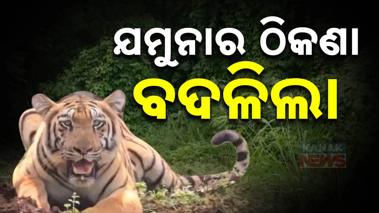  ମହାରାଷ୍ଟ୍ରରୁ ମୟୂରଭଞ୍ଜ ଆସିଲା ବାଘୁଣୀ: ଯମୁନା ଗଲା ଜଙ୍ଗଲ