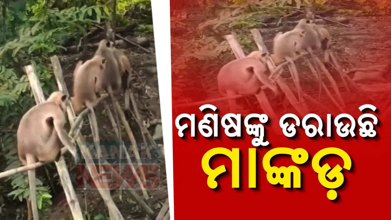  ଗାଁରେ ଉତ୍ପାତ କରୁଛନ୍ତି ମାଙ୍କଡ ପଲ; ଘରେ ପଶି କରୁଛନ୍ତି ଆକ୍ରମଣ