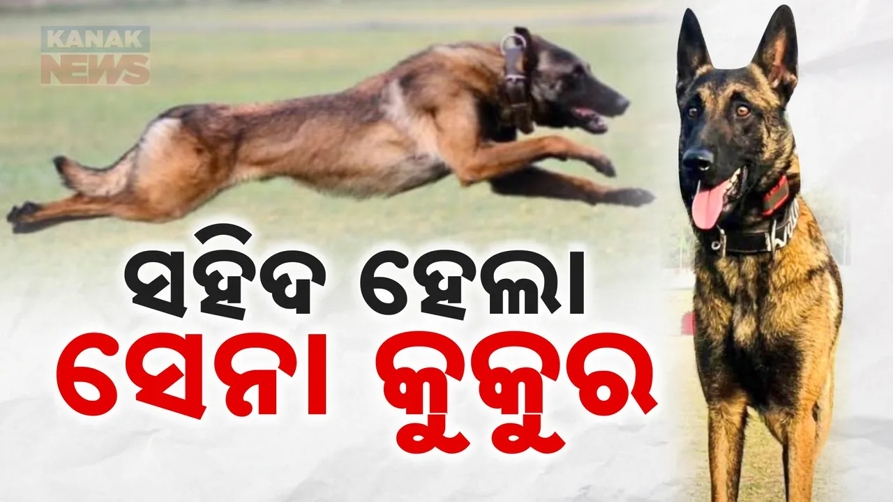  ଦେଶ ପାଇଁ ସହିଦ ହେଲା ସେନାର କୁକୁର : ଘାଟିରେ ଆତଙ୍କବାଦୀଙ୍କୁ ମୁକାବିଲା କରୁଥିଲା 'ଫ୍ୟାଣ୍ଟମ୍'