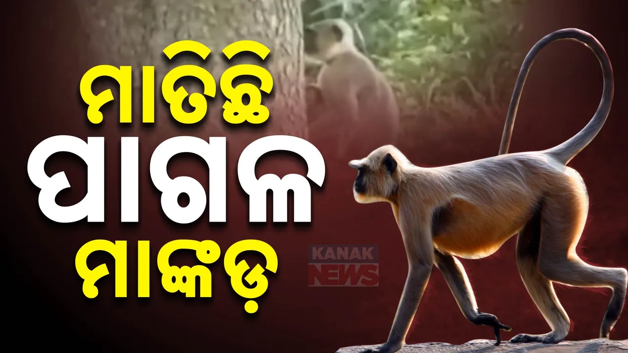  ଗାଁରେ ମାଙ୍କଡ଼ ଆତଙ୍କ ; ଆକ୍ରମଣରେ ୧୫ରୁ ଅଧିକ ଆହତ