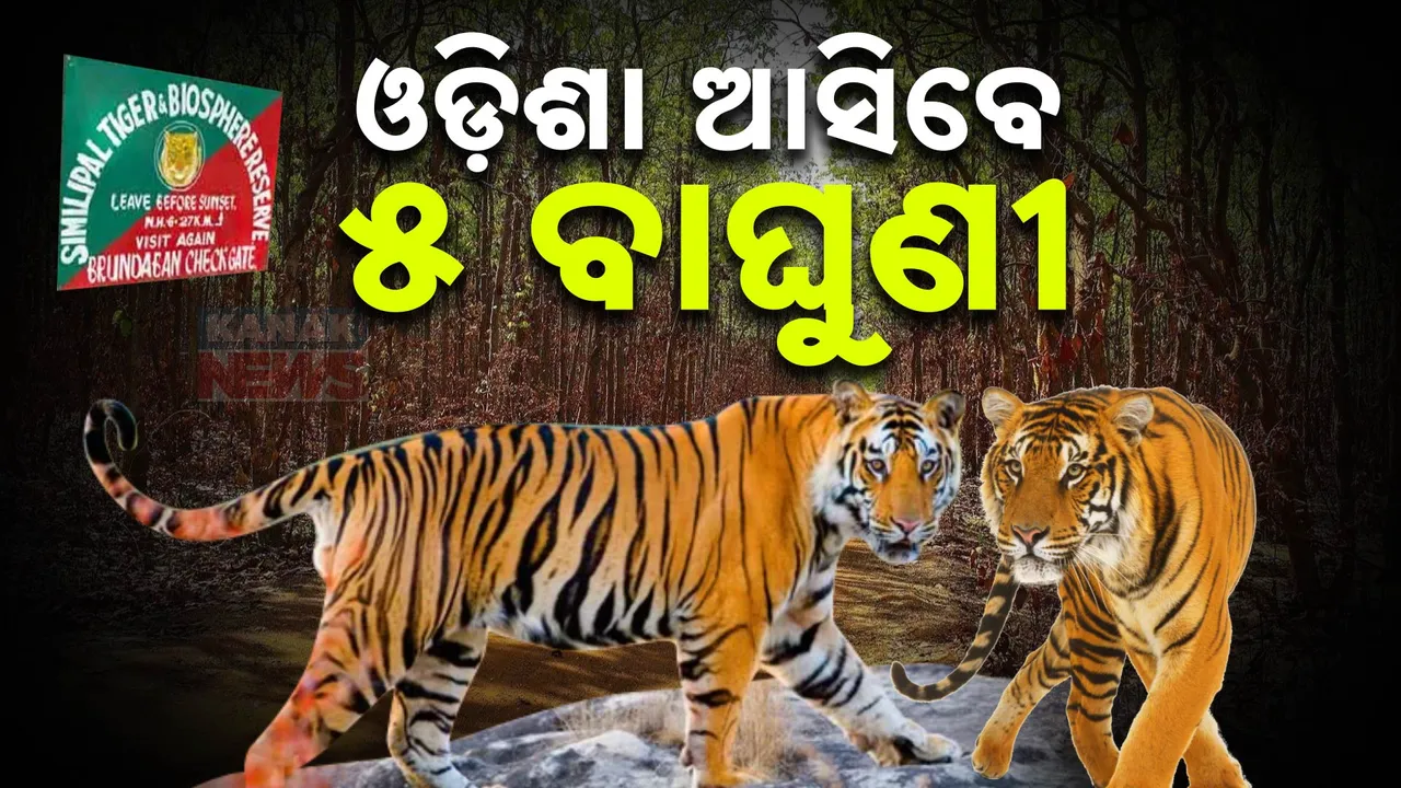  ମହାରାଷ୍ଟ୍ରରୁ ଓଡିଶା ଆସିବେ ୫ ବାଘୁଣୀ: ବନ ବିଭାଗର ନିଷ୍ପତ୍ତି