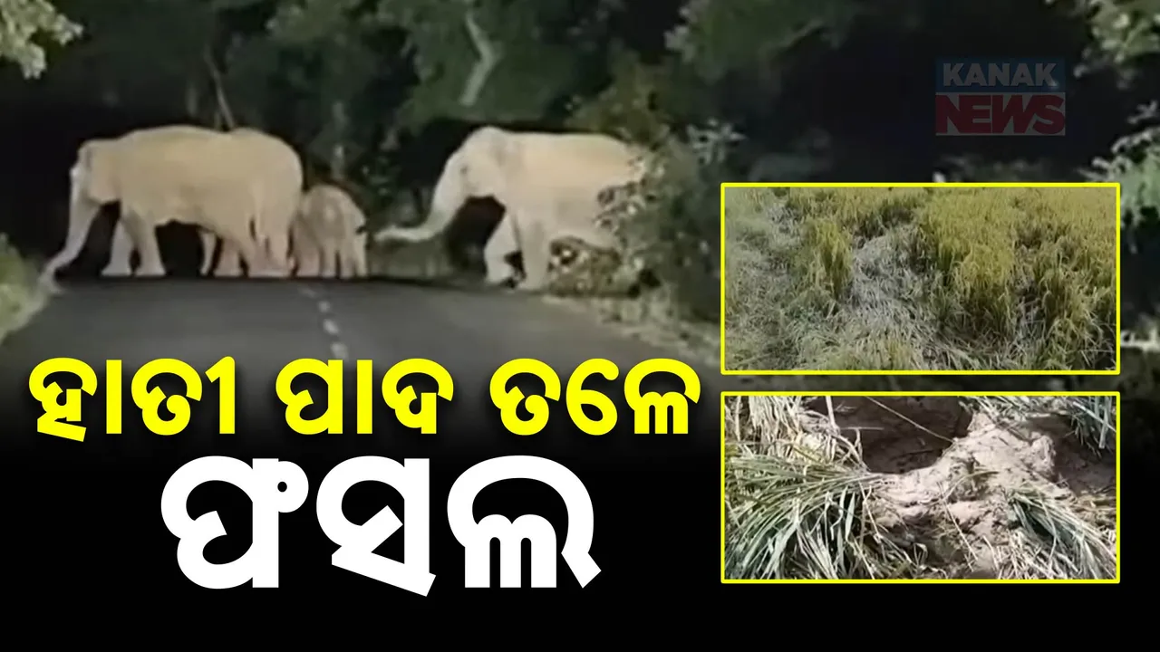  ବଢୁଛି ହାତୀଙ୍କ ଦୌରାତ୍ମ୍ୟ । ନଷ୍ଟ କରୁଛନ୍ତି ଫସଲ ,ଚିନ୍ତାରେ ଚାଷୀ