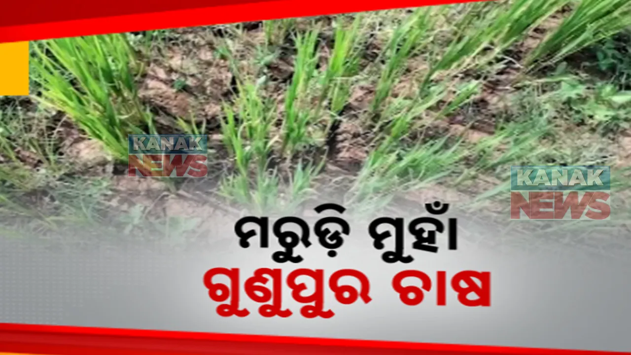 ଧାନ ବିଲରେ ମରୁଡ଼ିର ପଦଧ୍ୱନୀ । ଗୁଣୁପୁରରେ ପାଣି ଅଭାବରୁ ବିଲ ଫାଟି ଆଁ, ଶୁଖି ଜାଳ ହୋଇଗଲାଣି ଧାନ ଗଛ