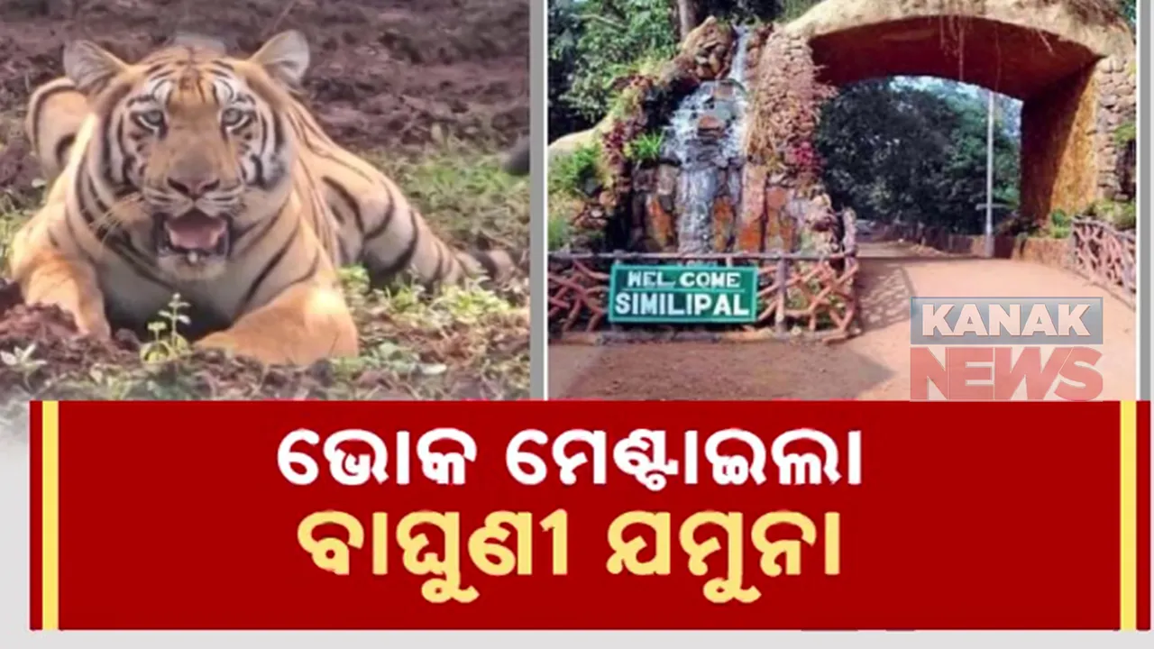  ଭୋକ ମେଣ୍ଟାଇଲା ବାଘୁଣୀ ଯମୁନା । ଶିମିଳିପାଳରେ କଲା ଜଙ୍ଗଲୀ ବାରହା ଶିକାର ।