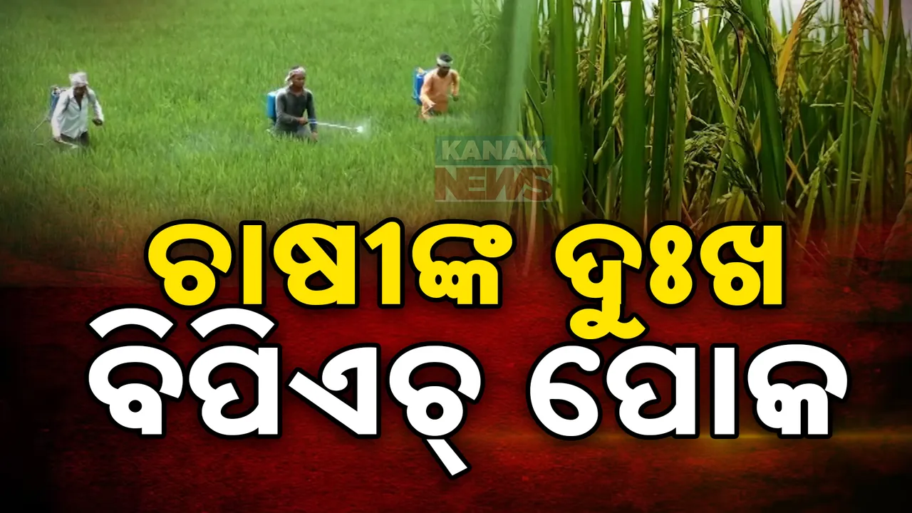  କଳାହାଣ୍ଡି ଦଣ୍ଡପାଟ ଅଞ୍ଚଳରେ ଚାଷୀଙ୍କ କାଳ ପାଲଟିଛି ବିପିଏଚ୍ ପୋକ । ଅଗାଡି ହୋଇଯାଉଛି ଏକର ଏକର ଜମିର ଧାନ