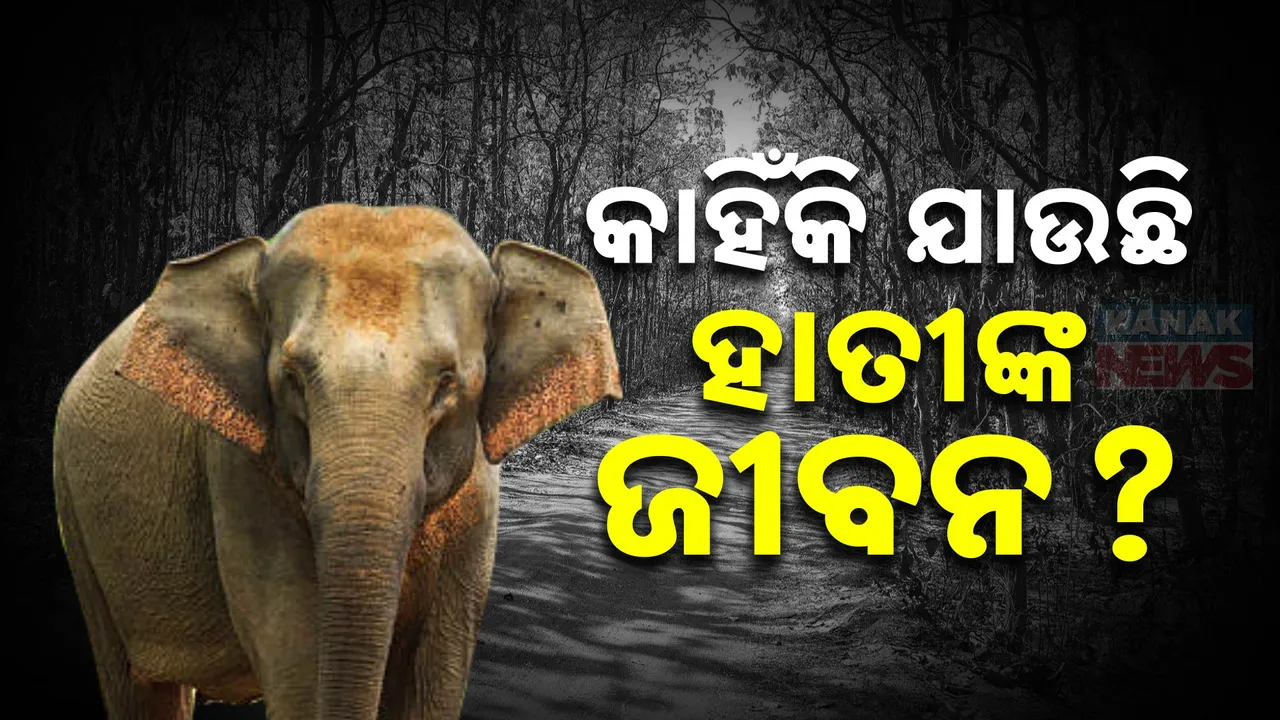  ହାତୀ ମୃତ୍ୟୁ ତଦନ୍ତ ନେଇ ମନ୍ତ୍ରୀଙ୍କ ନିର୍ଦ୍ଦେଶ ପରେ ପିସିସିଏଫଙ୍କ ପ୍ରତିକ୍ରିୟା । ଖାଦ୍ୟାଭାବ, ବିଦ୍ୟୁତ ଆଘାତ ଓ ଟ୍ରେନ ଦୁର୍ଘଟଣାକୁ ଦାୟୀ