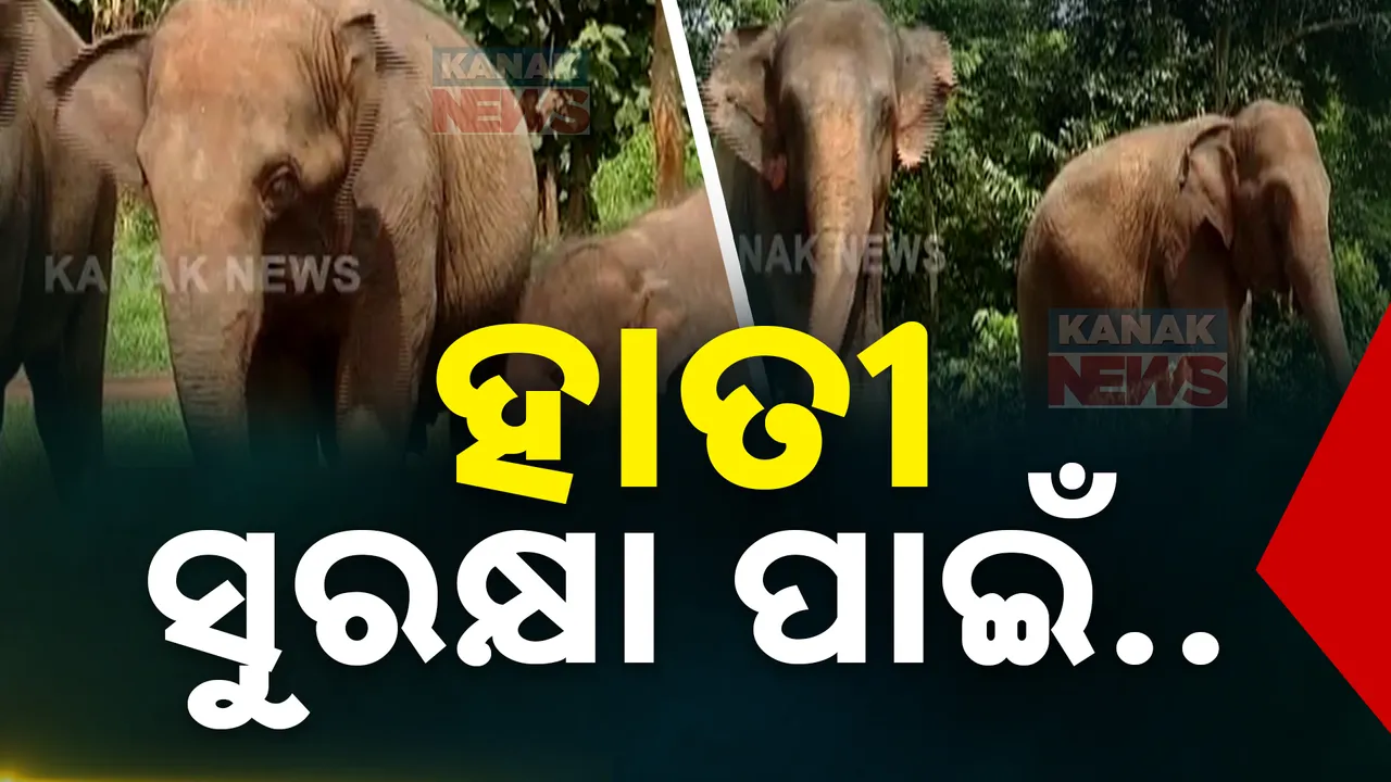  ହାତୀଙ୍କ ପାଇଁ ଜଙ୍ଗଲ ଅଭାବ ପ୍ରସଙ୍ଗରେ ମନ୍ତ୍ରୀଙ୍କ ପ୍ରତିକ୍ରିୟା । ହାତୀ ସୁରକ୍ଷା ପାଇଁ ଅଧିକ ଜଙ୍ଗଲ ସୃଷ୍ଟି କରିବେ ସରକାର