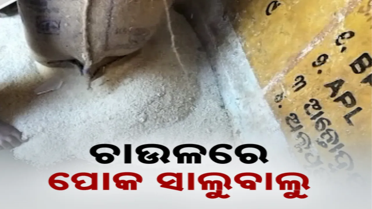  ସାମ୍ନାକୁ ଆସିଲା ନିମ୍ନମାନର ରାସନ ଚାଉଳର ଚିତ୍ର । କାଶୀପୁର ହାଡିଗୁଡା ପଂଚାୟତରେ ପୋକରା ଚାଉଳ ଦେଉଥିବା ଅଭିଯୋଗ