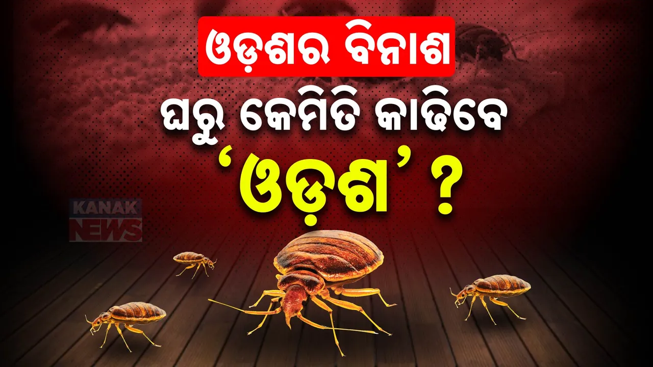  ଘର ଛାଡୁନାହାନ୍ତି କି ‘ଓଡ଼ଶ’ ? ବିରକ୍ତ କଲେଣି କି ରକ୍ତ ପିଉଥିବା କୀଟ ? ଘରୋଇ ଉପାୟ ଆପଣାନ୍ତୁ , ଓଡ଼ଶର ବିନାଶ କରନ୍ତୁ